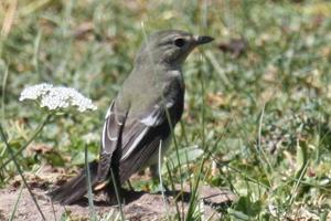 Ficedula zanthopygia