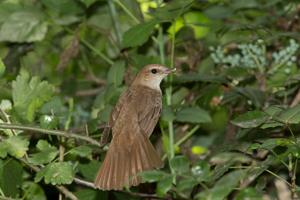 Luscinia megarhynchos golzii