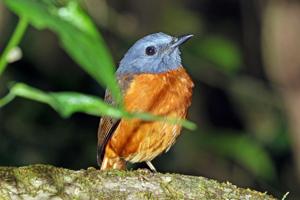 Monticola erythronotus