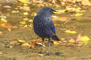 Myophonus caeruleus turcestanicus