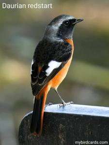 Phoenicurus auroreus