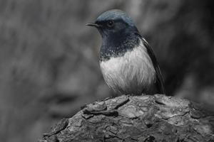 Phoenicurus coeruleocephala