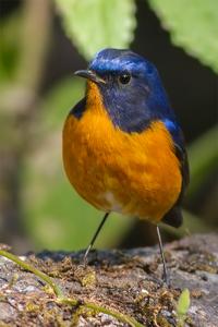 Tarsiger hyperythrus