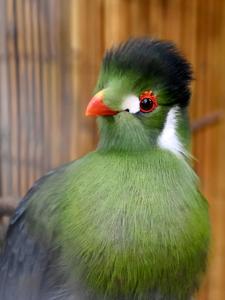 Menelikornis leucotis