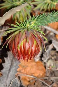 Darwinia neildiana