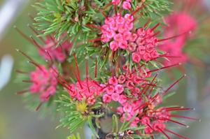 Darwinia fascicularis