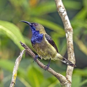 Anabathmis hartlaubii