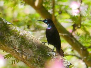 Chalcomitra rubescens