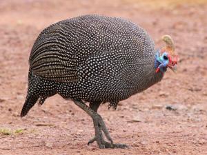 Numida meleagris