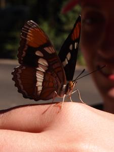Adelpha californica
