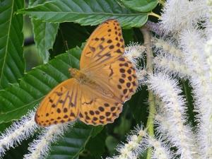 Argynnis sagana