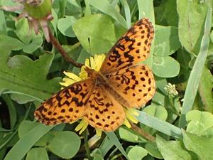 Boloria bellona