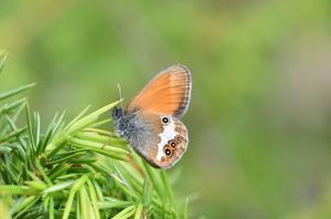 Coenonympha arcania