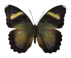 Euphaedra xypete