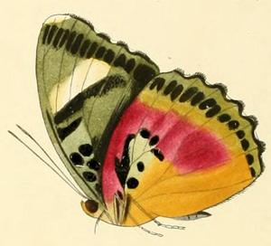 Euphaedra xypete