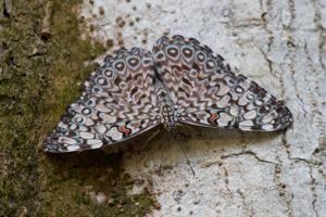 Hamadryas feronia farinulenta