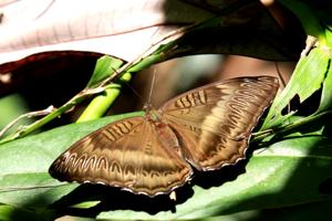 Limenitis austenia