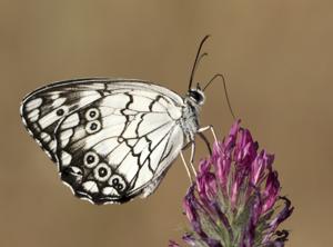 Melanargia titea