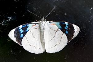 Perisama bomplandii velasteguii