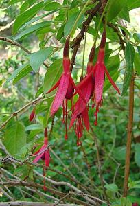 Fuchsia hatschbachii