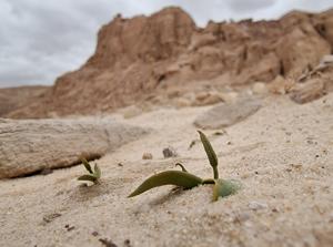 Ophioglossum polyphyllum