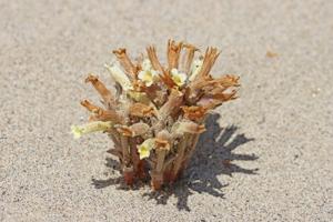 Orobanche fasciculata