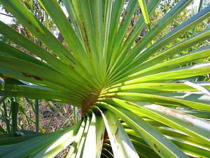 Pandanus spiralis