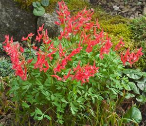 Corydalis solida
