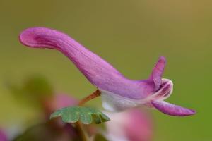Corydalis solida