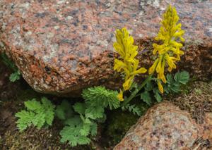 Corydalis gortschakovii