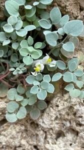 Sarcocapnos enneaphylla