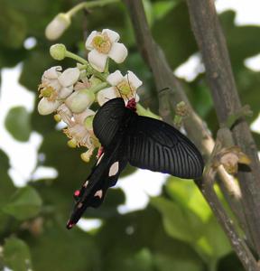 Byasa dasarada dasarada