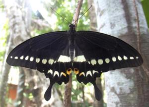 Papilio liomedon