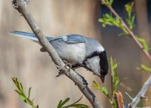 Parus major turkestanicus