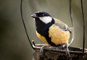 Parus major newtoni