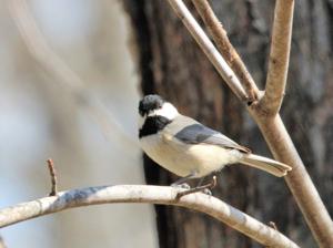 Poecile carolinensis