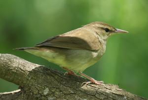 Limnothlypis swainsonii