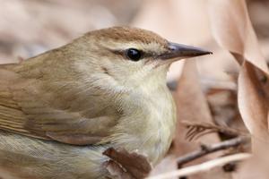 Limnothlypis swainsonii