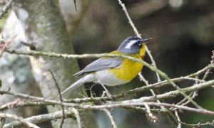 Oreothlypis superciliosa