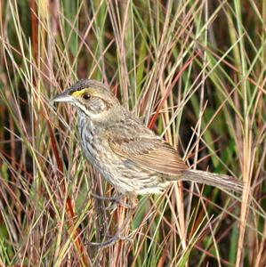 Ammospiza maritima mirabilis