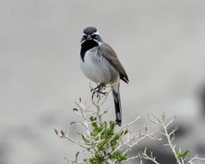 Amphispiza bilineata