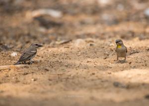 Gymnoris xanthocollis