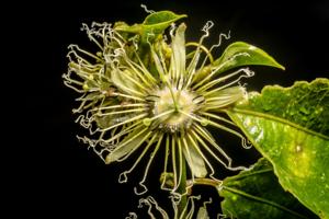 Passiflora auriculata