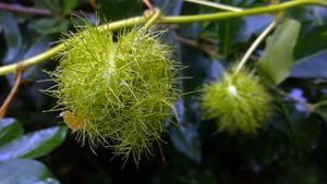 Passiflora foetida