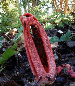 Clathrus columnatus