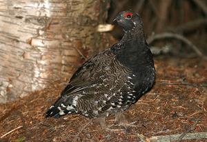 Canachites canadensis franklinii