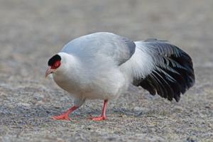 Crossoptilon crossoptilon