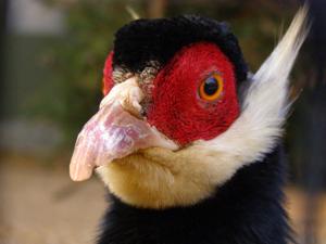 Crossoptilon auritum