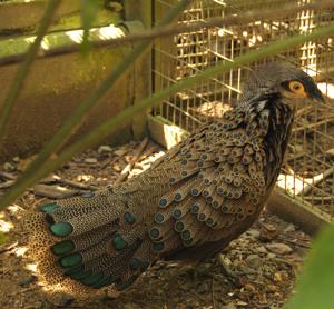 Polyplectron schleiermacheri