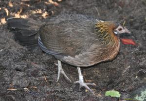 Polyplectron malacense